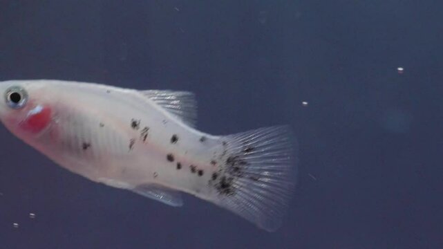 Dalmatian Platy Swimming in Slow Motion