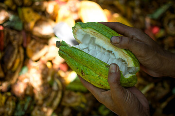 Cacao pod cut open to show cacao beans inside, Harvesting ripe yellow fresh cacao fruit, fresh cacao pods cut in half.