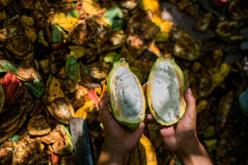 Cacao pod cut open to show cacao beans inside, Harvesting ripe yellow fresh cacao fruit, fresh cacao pods cut in half.