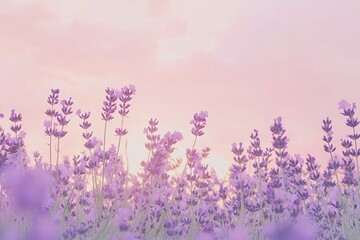 Naklejka premium Lavender field at sunset with soft pink skies, creating a serene atmosphere for relaxation