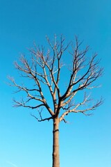 Fototapeta premium A bare tree with bare branches against a clear blue sky, tree branchs, nature
