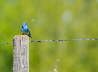 Mountain Bluebird on a fence post in a grassy field