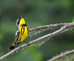 Fototapeta premium Magnolia Warbler singing on a tree branch in the boreal forest