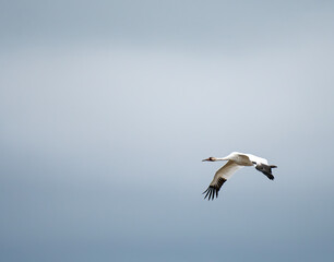 Whooping Crane flying against a cloudy gray sky