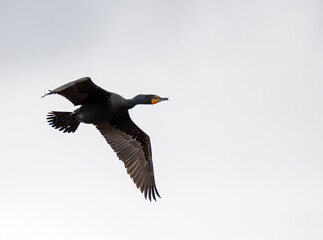 Double-crested Cormorant flying across a cloudy sky