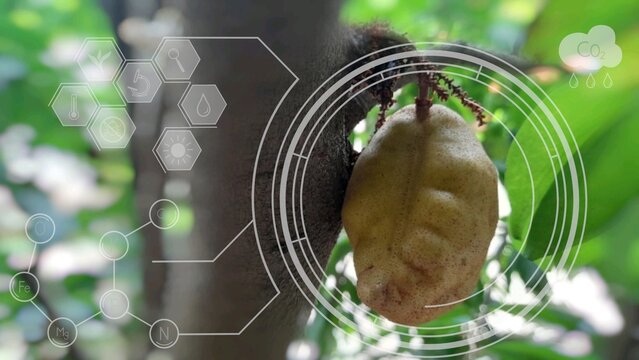 Namnam fruit cynometra cauliflora with semi-transparent digital icons on bokeh background representing smart farming, precision agriculture, technology for crop analysis, research on rare fruit