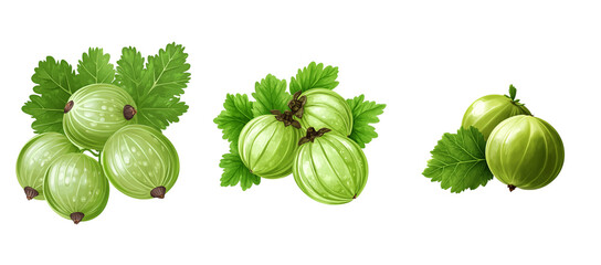 Green gooseberry set with leaves clip art on a white background