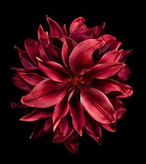A close-up photograph of a single vibrant red lily flower with delicate petals, creating a striking and elegant display against a dark background.
