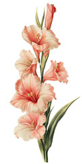 Obraz premium Vintage botanical illustration of gladiolus flowers, meticulously detailed and isolated on a transparent background