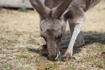 食事を楽しむカンガルー