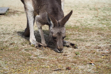 食事を楽しむカンガルー