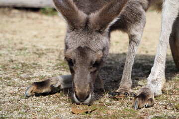 食事を楽しむカンガルー