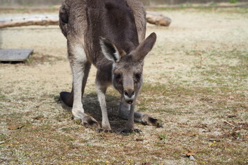 食事を楽しむカンガルー