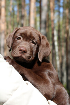 chocolate Labrador retriver puppy in the arms of its owner during quarantine before vaccination on a walk in the woods