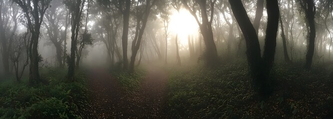 Naklejka premium A foggy forest path with sunlight peeking through the trees