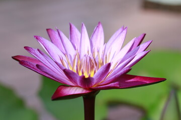 lotus flower in the garden