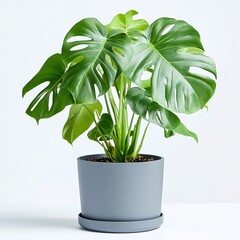 Lush Monstera Plant in Gray Pot on White Background Indoor Natural Home Decor Minimalist Style