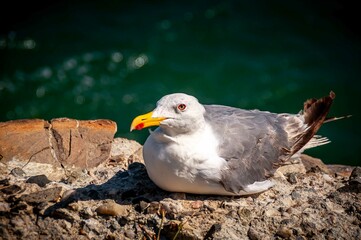 seagull on the rocks