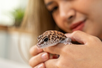 Close up of female owner play with her leopard gecko in kitchen at home.