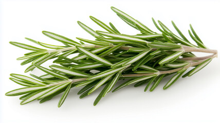 Fototapeta premium Fresh Rosemary Sprigs isolated on white background 