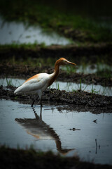 Egret in Wetland