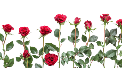 Red Roses Floral Frame  