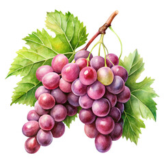 Fototapeta premium Watercolor painting, realistic green grapes, vine leaves, botanical illustration, detailed fruit, vibrant colors
