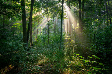 Obraz premium Beautiful sunny morning in green forest