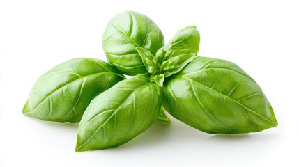 Obraz premium Fresh green basil leaves isolated on a clean white background in a studio setting.