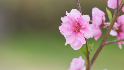 一輪の桃の花（ハナモモ）のクローズアップ