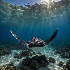 A manta ray gliding through the crystal-clear waters.