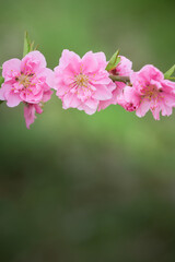 シックな雰囲気の桃の花のアップ緑背景