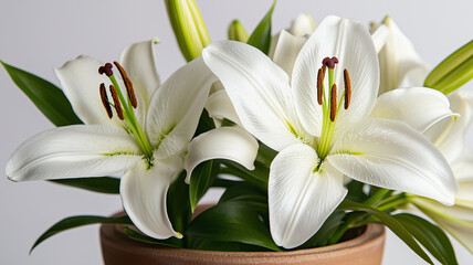 Obraz premium White Lily Flowers in Full Bloom on White Background 