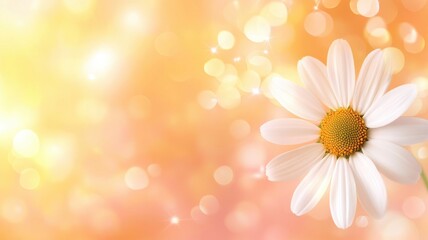 Bright white daisy blooming against a warm glowing background with soft bokeh lights in spring