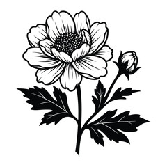 leucanthemum vulgare flower silhouette graphic.