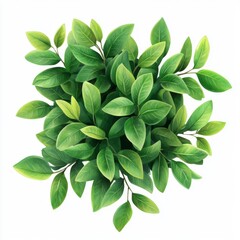 Fototapeta premium Vibrant green leaves nature setting botanical illustration minimalist composition top view freshness concept