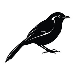 Fototapeta premium Abbott's babbler silhouette vector illustration.