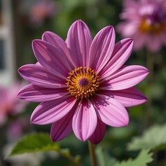 Obraz premium Pink Dahlia Bloom: Delicate Petals, Soft Light, Natural Beauty