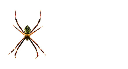 spider isolated on white background with empty space for text