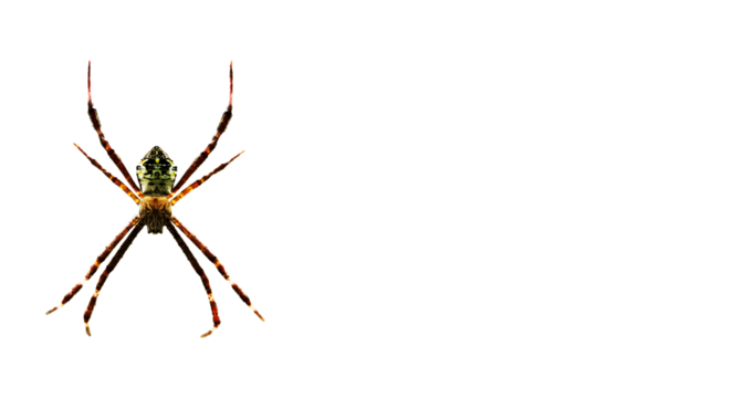 spider isolated on white background with empty space for text