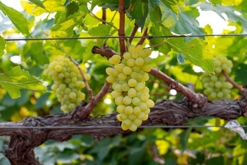 Fototapeta premium Ripe green grape in vineyard. Grapes green taste sweet growing natural. Green grape on the vine in garden