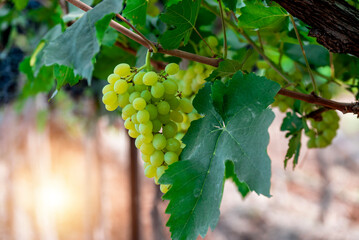 Ripe green grape in vineyard. Grapes green taste sweet growing natural. Green grape on the vine in garden