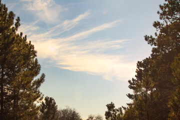 Obraz premium Natural background idea concept. Sepia toned sky and pine trees wallpaper. Lens flare. Copy space, blank, empty. 