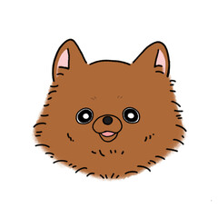 ポメラニアン(ブラウン)