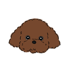 トイプードル(ブラウン)