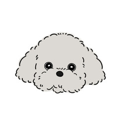 トイプードル(シルバーグレー)