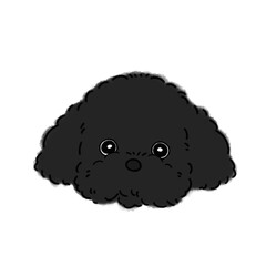 トイプードル(ブラック)