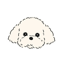 トイプードル(ホワイト)