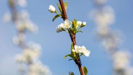 A branch with white flowers is shown in the foreground