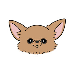 ロングコートチワワ(ブラウン)